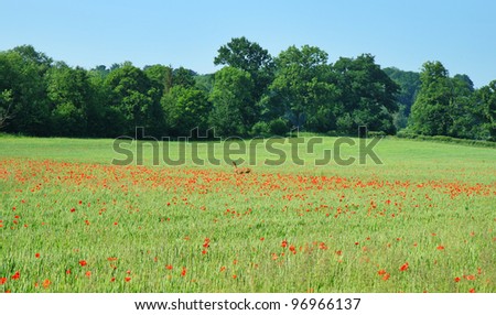 An English Rural Landscape with field of red poppies and a Deer running