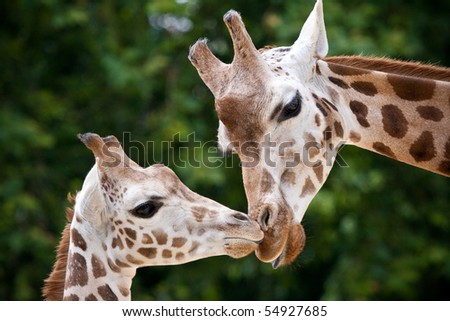 Mother And Daughter Giraffe Stock Photo 54927685 : Shutterstock