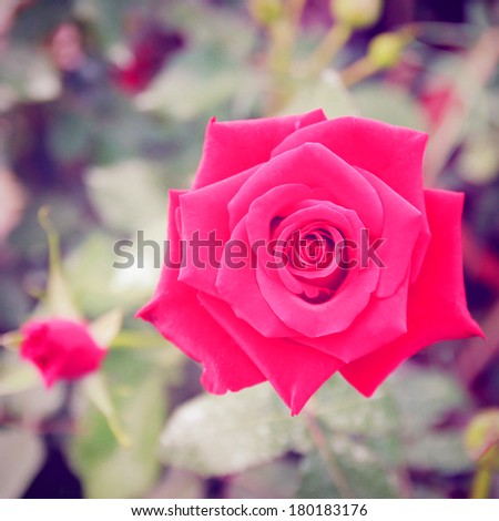 Red rose in garden with retro filter effect