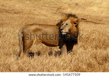 Male Lion with large mane stands strong in the savannah while it is blown by the wind