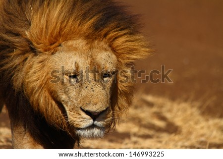 A sad expressioned male lion looks toward the camera