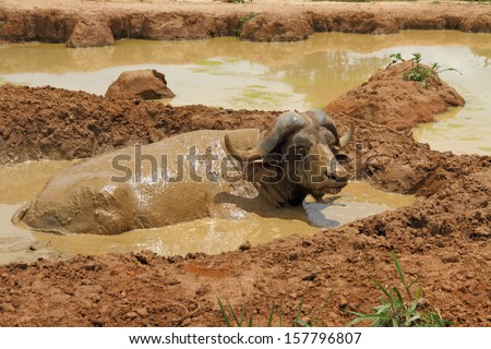 An african cape buffalo relaxes in a mud wallow to escape the flies.