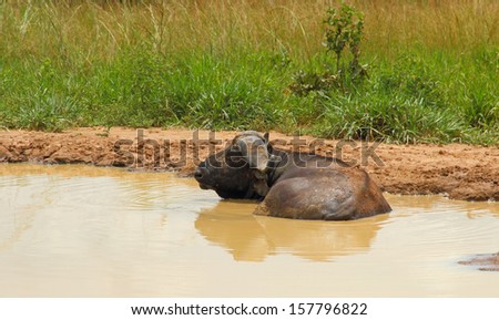 A cape buffalo rests in a muddy watering hole to escape from the heat and bugs.
