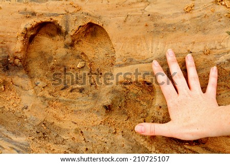 A hippopotamus foot print in the sand next to a female human adult\'s hand for comparison in size.