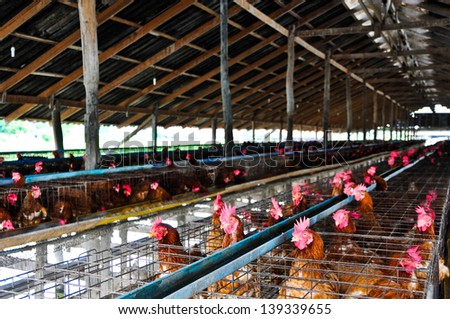 Chickens eggs on the  local farm, Thailand.