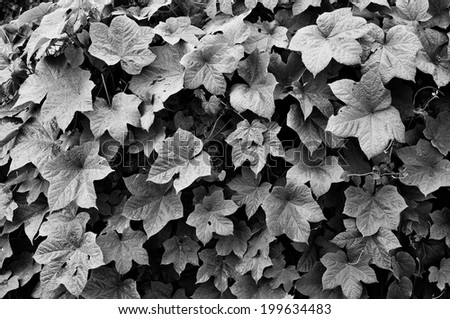 Many leafs of ivy cover a ground after the rain, Black and white photo.