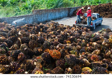 Palm Oil Fruits on the floor