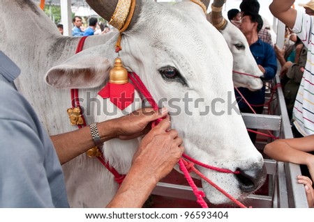 BANGKOK, THAILAND-MAY 1:Holy cow attends the ceremony for an auspicious beginning to planting season in The Royal Plowing Ceremony on May 1,2010 at Bangkok, Thailand