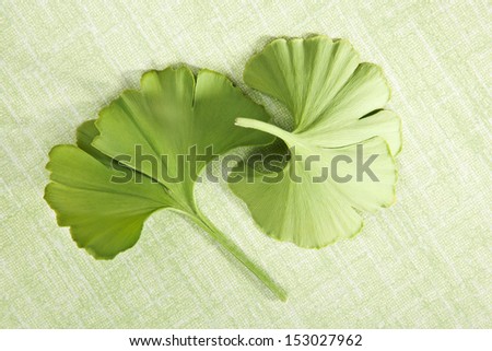 Ginkgo biloba. Fresh green ginkgo leaves isolated on green background, top vies. Healthy natural alternative medicine.