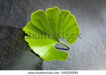 Fresh ginkgo leaf isolated on black background. Alternative medicine.
