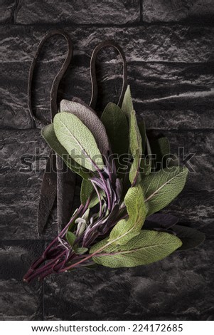 Fresh sage leaves and antique old scissors on black textured background. Culinary cooking herbs.