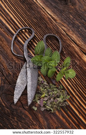 Aromatic culinary herbs, fresh and dry mint herb on wooden rustic background with old vintage scissors.