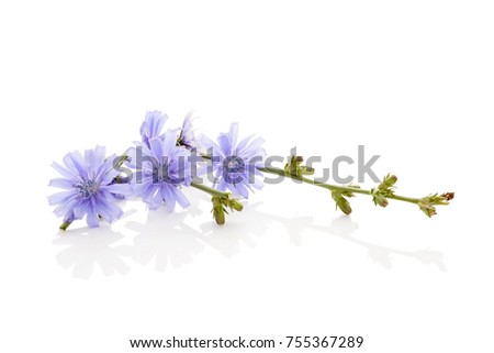 Similar – Image, Stock Photo Blooming stem of chicory at meadow. The roots of this wildflower is used for alternative coffee drink. Unfocused summer meadow, green vegetation and blue sky at background. Selective focus.