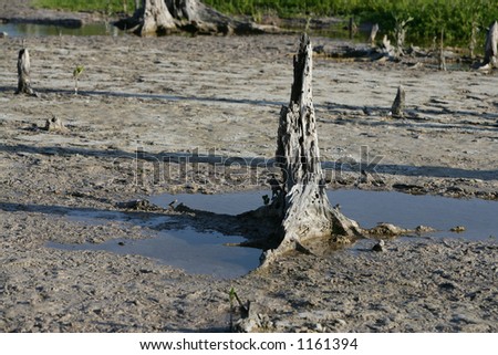 ruined forest, damaged by salty water