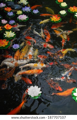 Fish and Lotus Flowers in a pond, Penang, Malaysia.