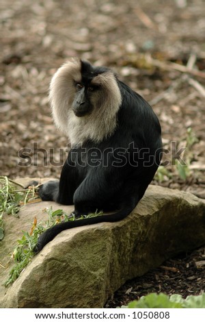 Lion tailed macaque on rock
