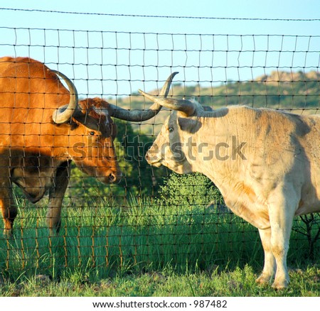 Longhorn couple seperated by a fence