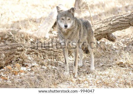 Red Wolf in its habitat