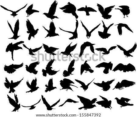 Set of 42 birds and silhouettes of birds