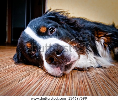Bernese mountain dog (Berner Sennenhund) in studio