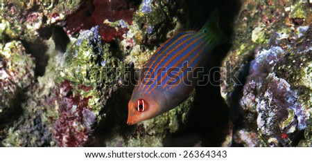colorful fish: six line wrasse - pseudocheilinus hexataenia