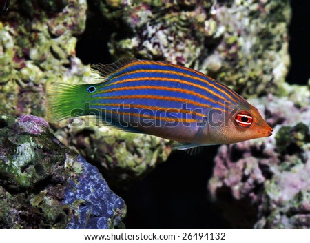 colorful fish: six line wrasse - pseudocheilinus hexataenia - more at my portfolio