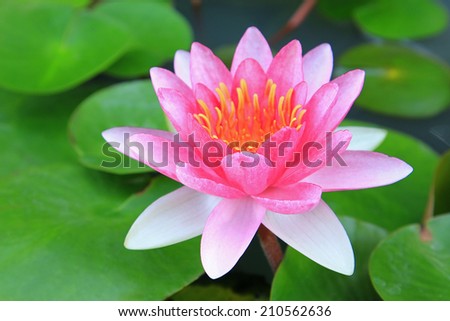 Red water-lily