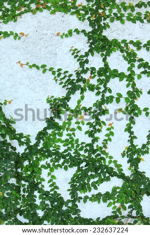 Green creeper plant on wall