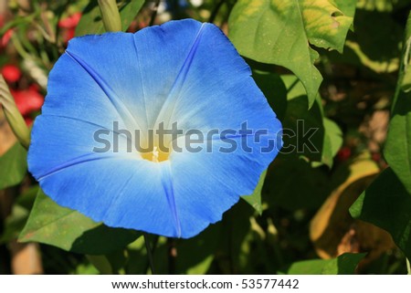 Blue Flower of Creeper Plant