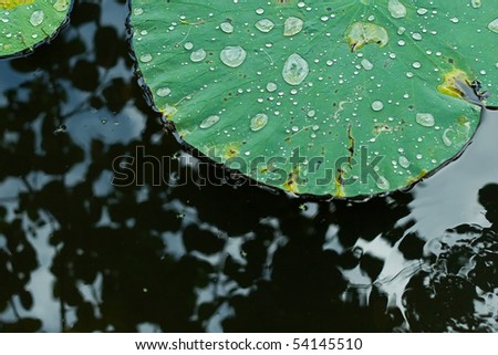 Water on a Lotus Leaf