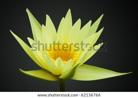 Yellow water lily isolated on black background