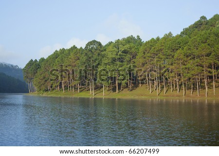 Landscape with pine trees lake