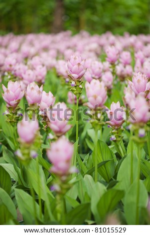 Pink field of Siam tulip