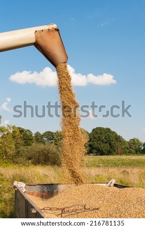 corn harvesting by combine harvester.