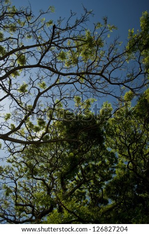 South Pacific/Tropical Tree with Green Leaves and Blue Sky