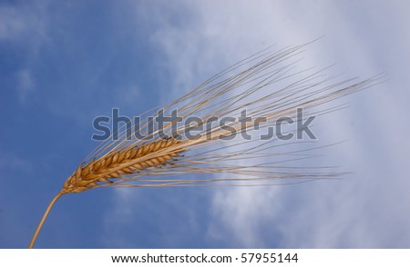 Gold colored natural grain against a blue sky