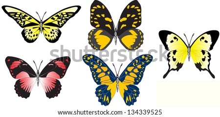 Collection of colored butterflies isolated on white