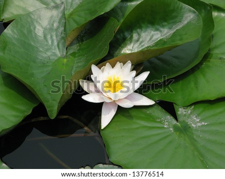 Open white lotus flower in water