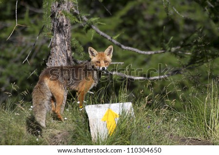 fox in a forest in the mountain paradise of the great national park