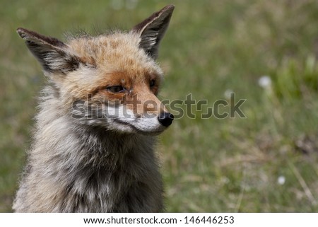 portrait of a fox in a spring day in the Alps