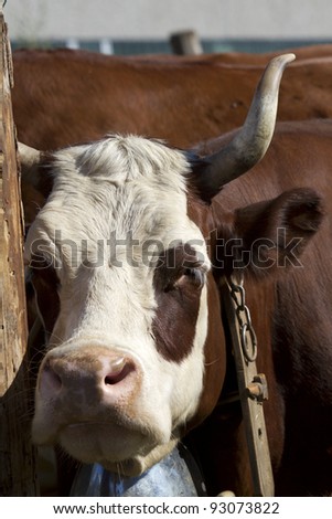 portrait of a cow in cattle fair