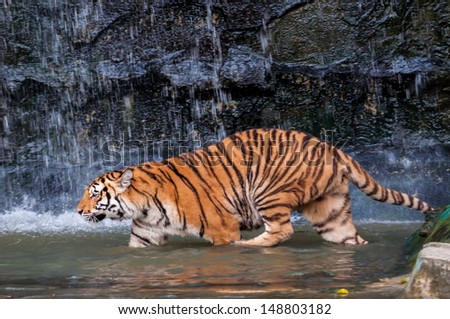Orange and black striped bengal tiger walking in the water