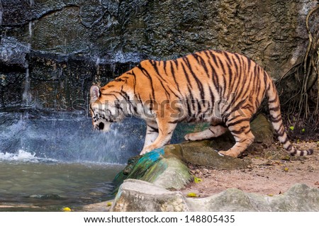 Orange and black striped bengal tiger trying to get into water