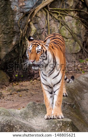 Orange and black striped bengal tiger standing on the rock
