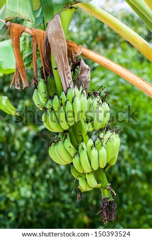 Bunch of green raw bananas on tree