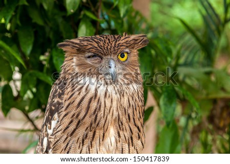 Brown owl close up with green leaves background