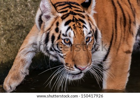 Orange and black striped bengal tiger head close up
