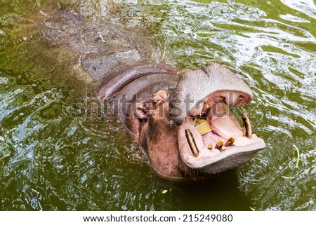 Hippopotamus open mouth in the water