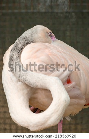 Wing tucked flamingo bird standing on one leg