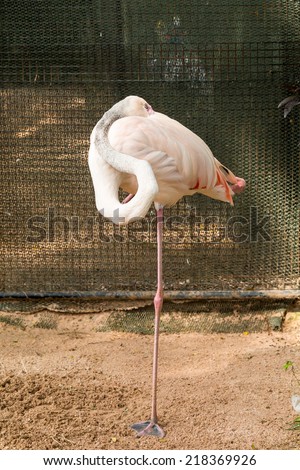 Wing tucked flamingo bird standing on one leg